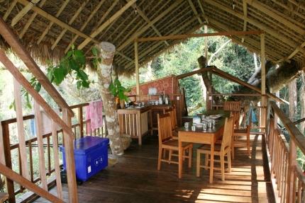 gibbon (17)